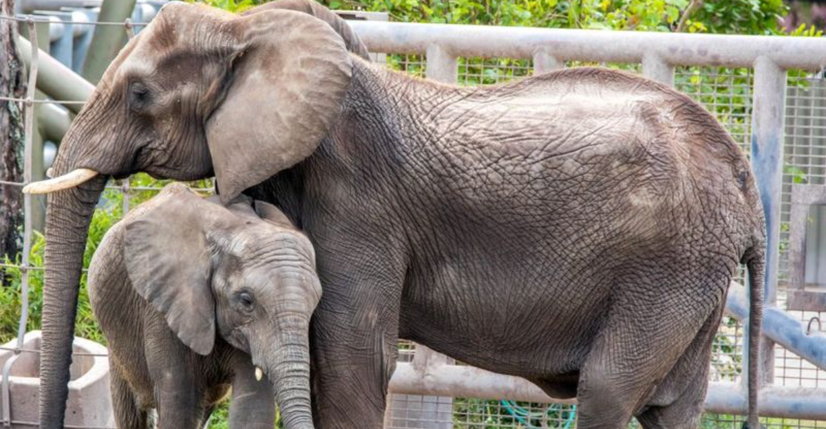 8 Top Locations In Florida To Experience Elephants Up Close