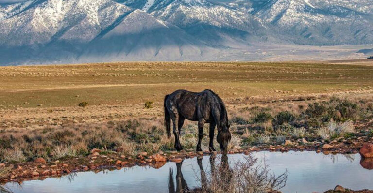 8 Wild Horse Herds Across Nevada’s Public Lands (And Tips for Safe Observation)