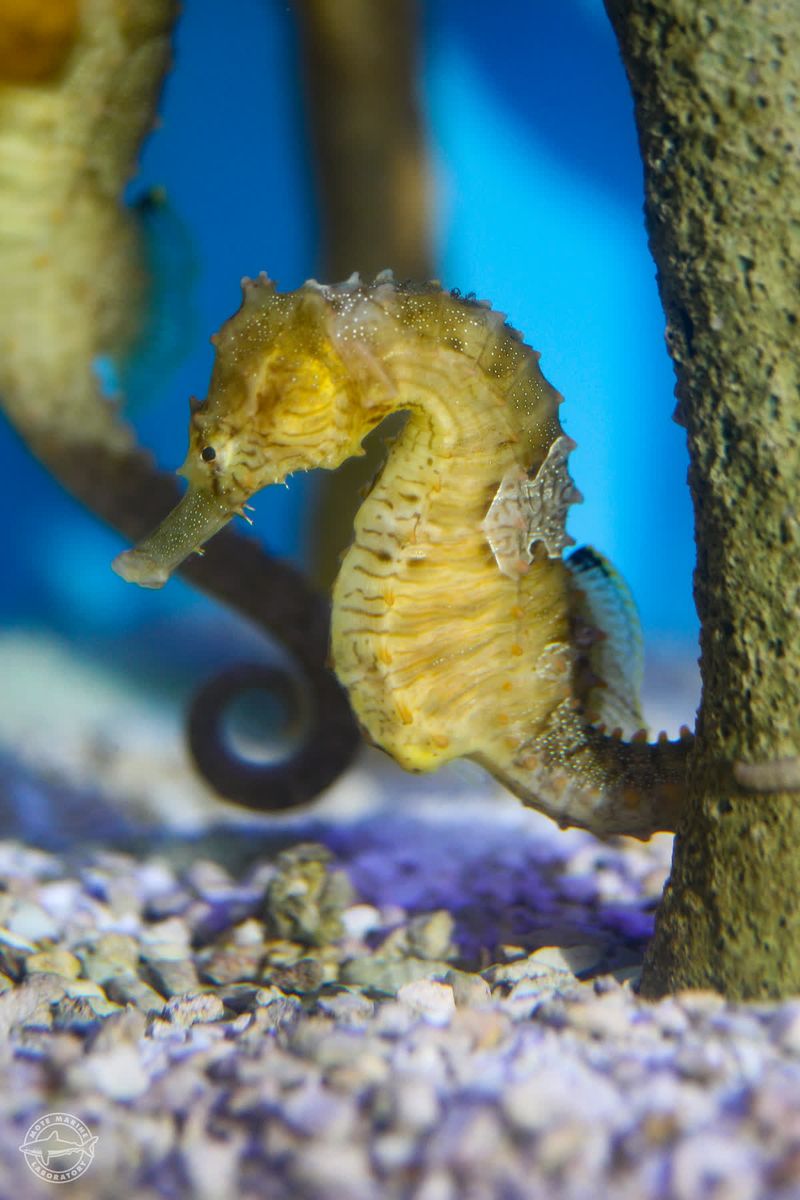 Lined Seahorse