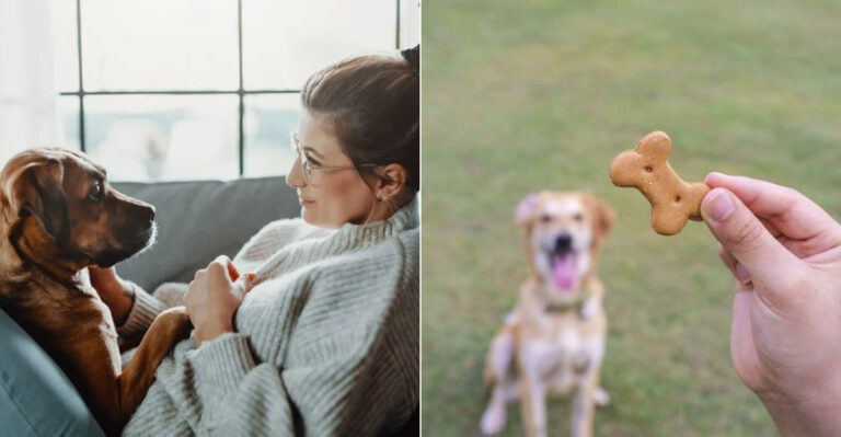 9 Common Dog-Training Myths Texas Pet Owners Shouldn’t Fall For