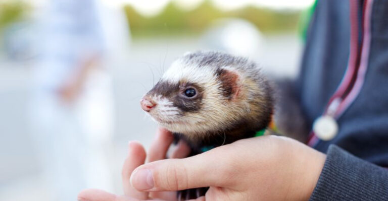 9 Fascinating Pets You Can Legally Own In Maine (And What to Consider)