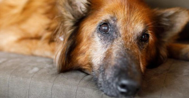 9 Heartwarming Reasons To Adopt A Senior Dog In California