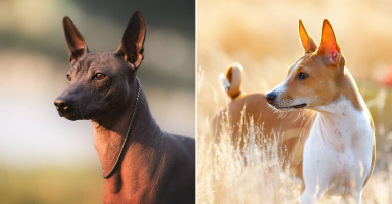 9 Low-Shedding Dog Breeds That Thrive In Nevada’s Desert Apartments
