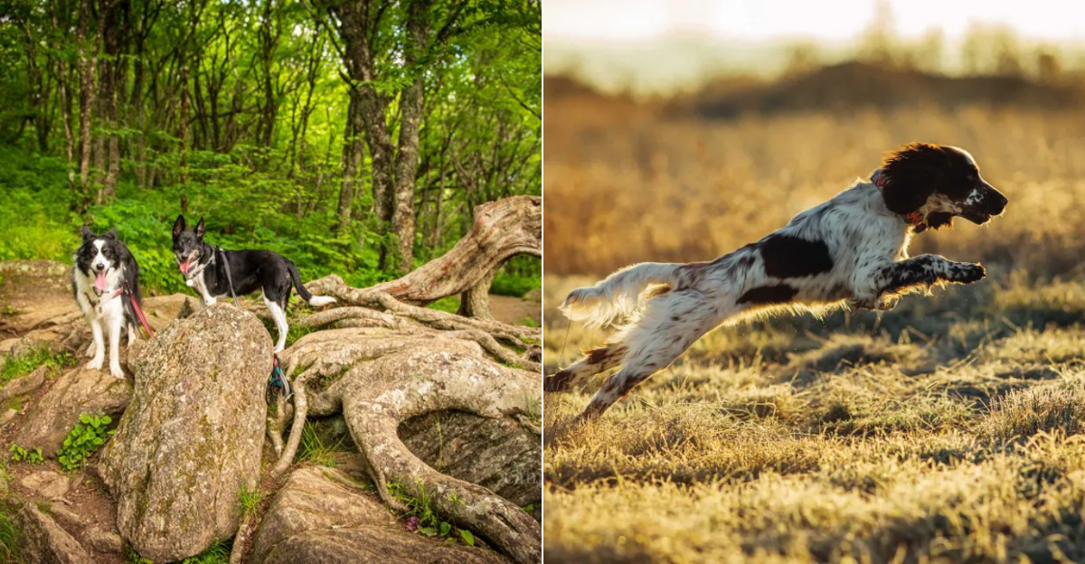 9 Medium-Sized Dogs North Carolinians Love For Weekend Adventures