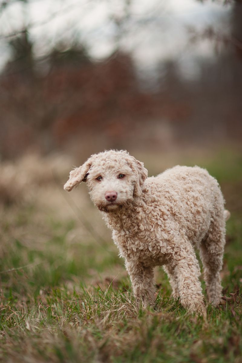 Lagotto Romagnolo