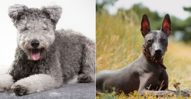 9 Rare Dog Breeds In California You Should Know And Why They’re Trending
