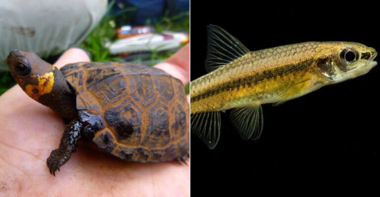 9 Species At Risk Along North Carolina’s Beautiful Coastline