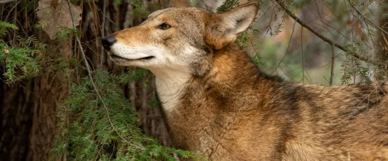 Red Wolf: The South's Elusive Shadow