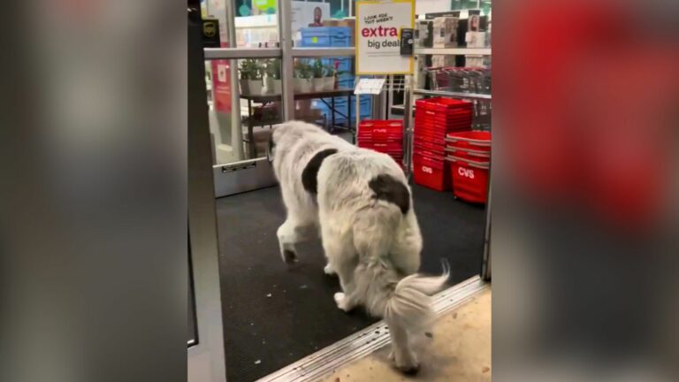 dog in Pharmacy