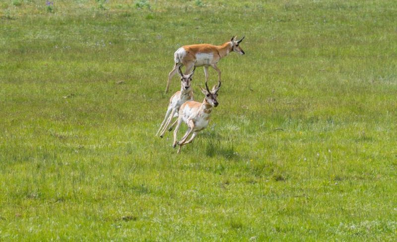 Racing Through The Grasslands: The Plains' True Speedster