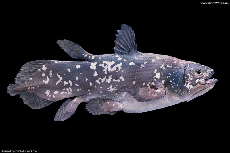 What Defines A Living Fossil?