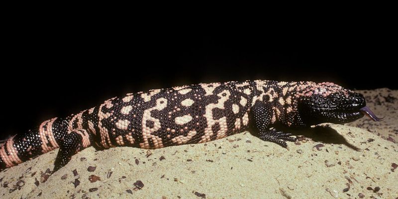 What's on the Menu? Eggs, Small Mammals, and Reptiles