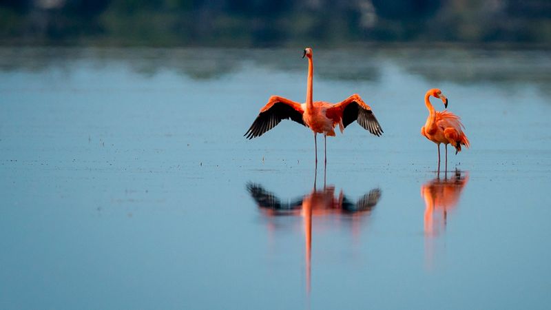 Protected and Watched