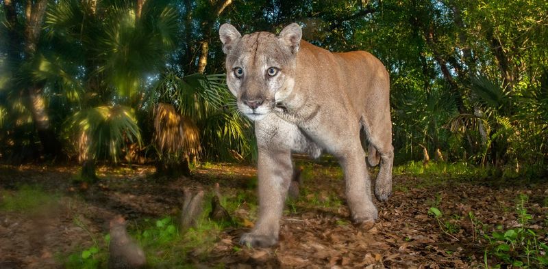 Green Highway System for Big Cats