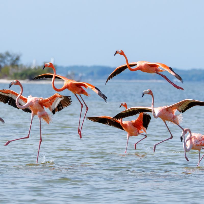 Why These Pink Birds Choose Florida