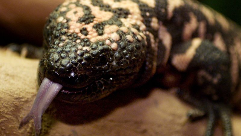 How It Delivers Venom (Hint: It Bites and Holds On)