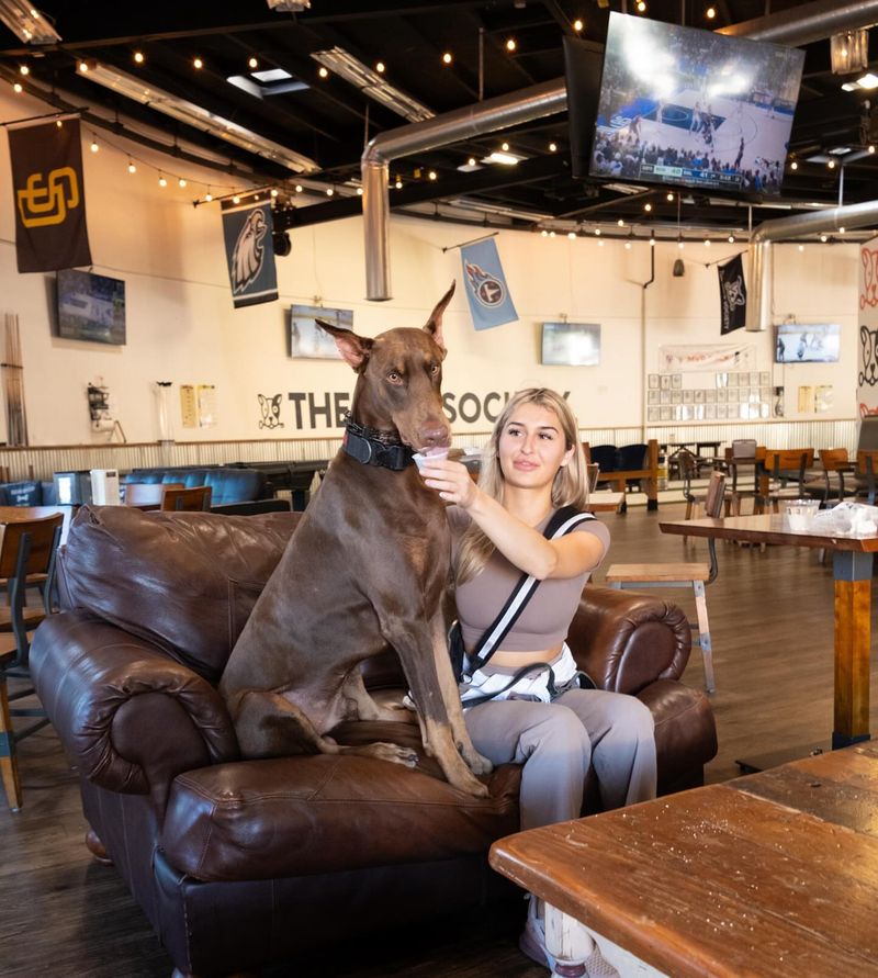 The Dog Society – San Diego