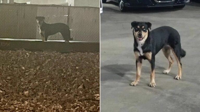 abandoned dog