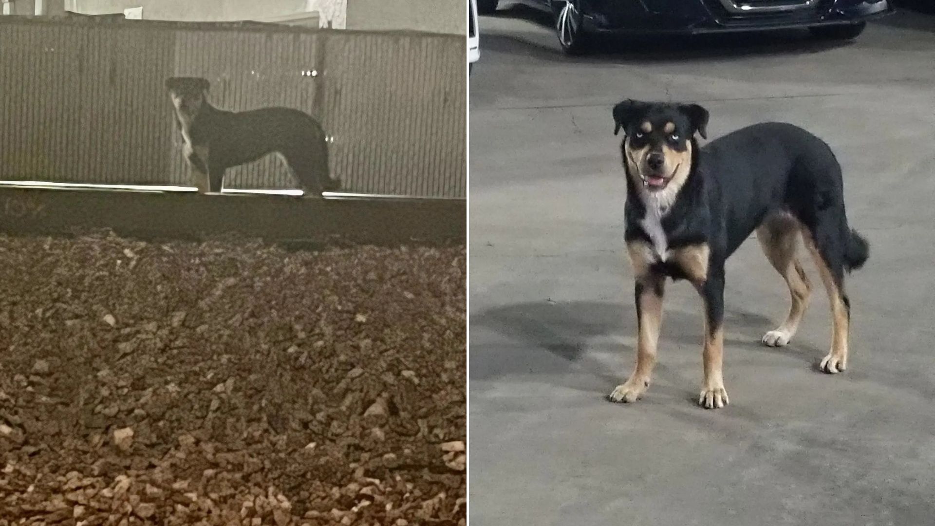 Abandoned Dog Refuses To Leave California Railway, Waiting For Owners Who Ditched Her