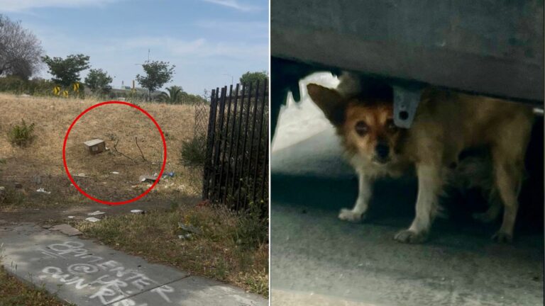 abandoned puppy