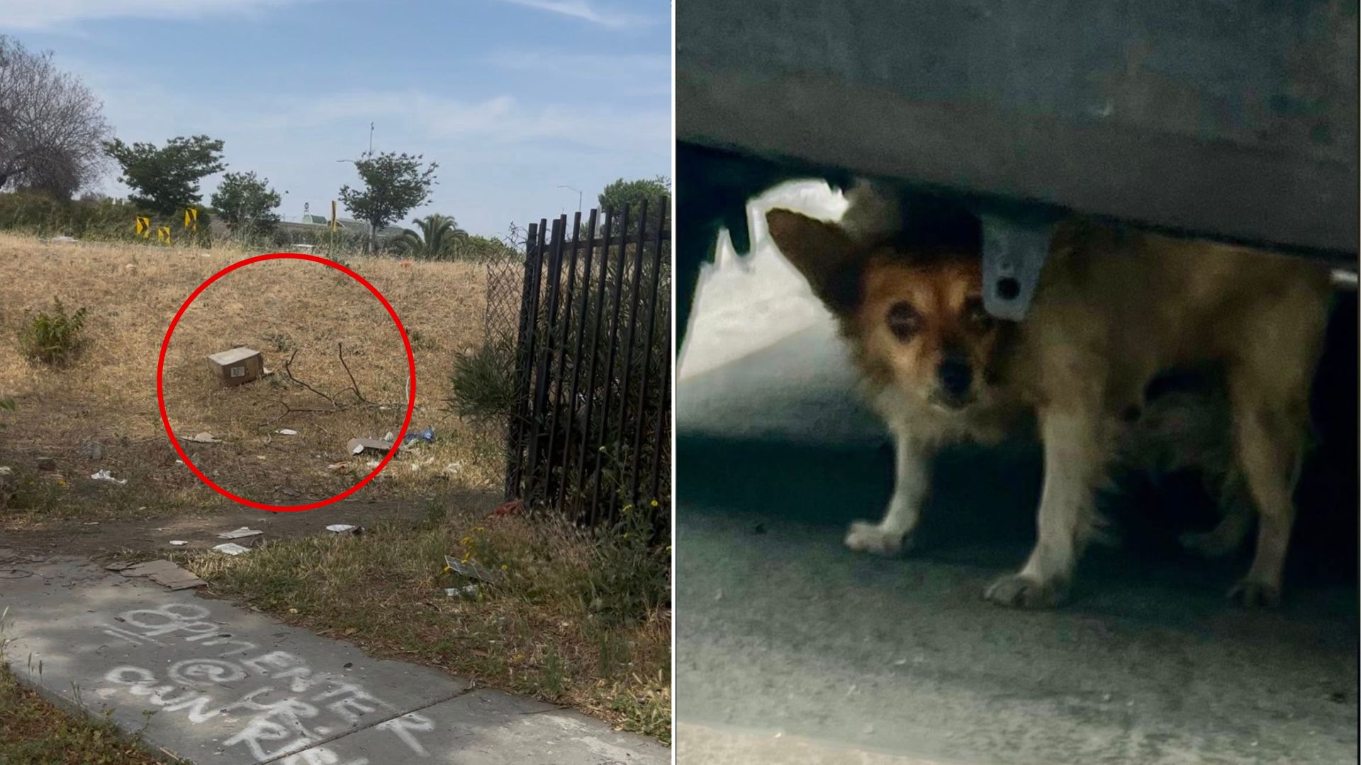 Abandoned Pup Spent Weeks Alone On A Freeway Ramp But Then A California Rescuer Changed Everything