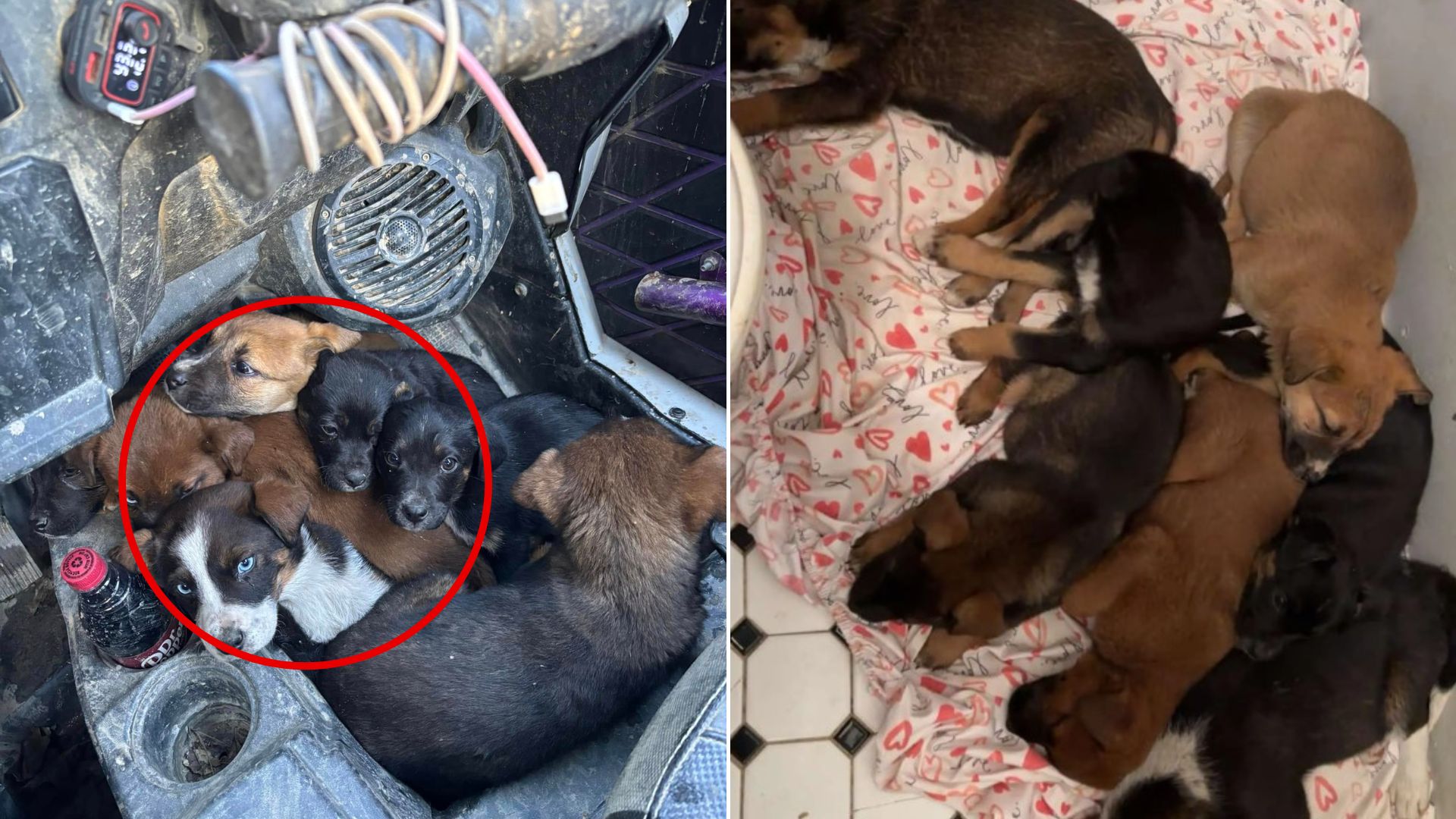 Abandoned Puppies From Kentucky Saw A Couple Riding ATVs And Chased Them In Hopes Of Getting Help