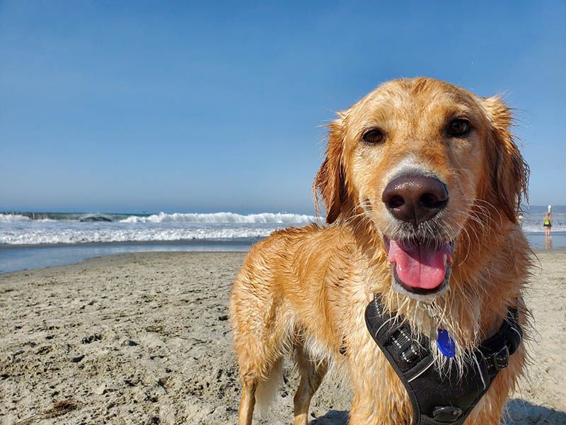 Dog-Friendly Beaches