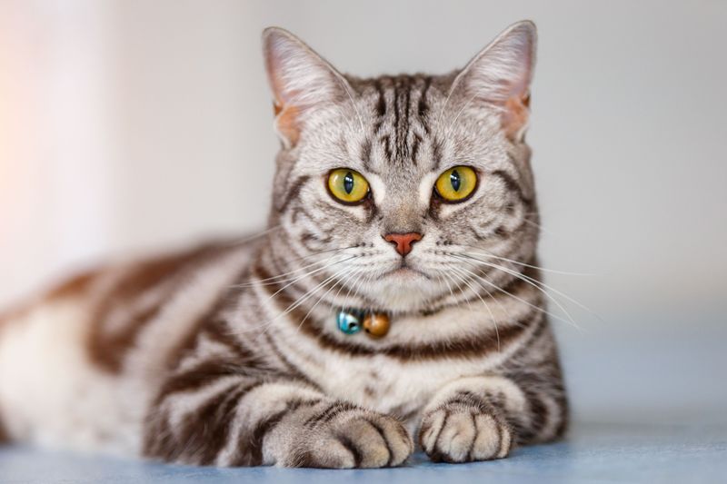 American Shorthair: All-American Durability