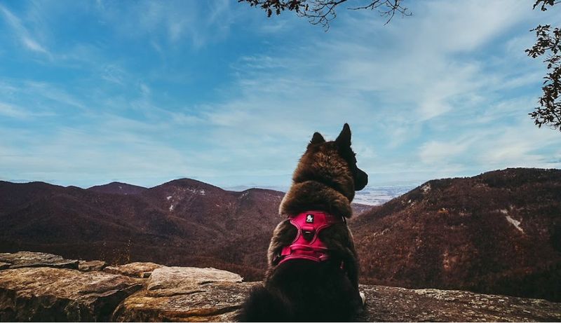Shenandoah National Park (Virginia)