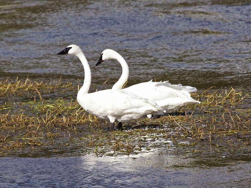 Elegant Trumpeter Swans: The Graceful Giants