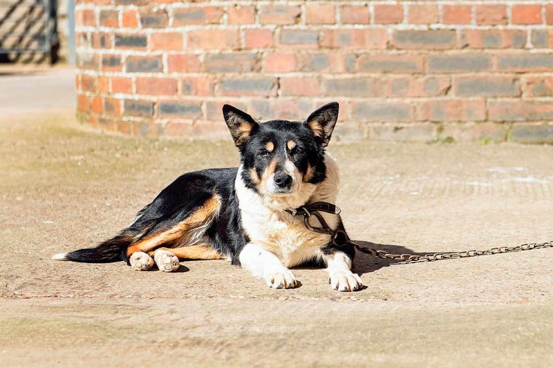 Laws Protecting Pet Welfare And Rights