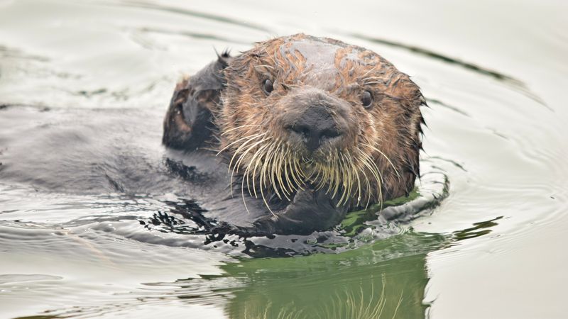 Conservation Efforts