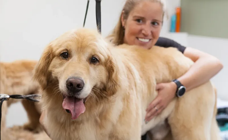 Relatively Low Grooming Needs