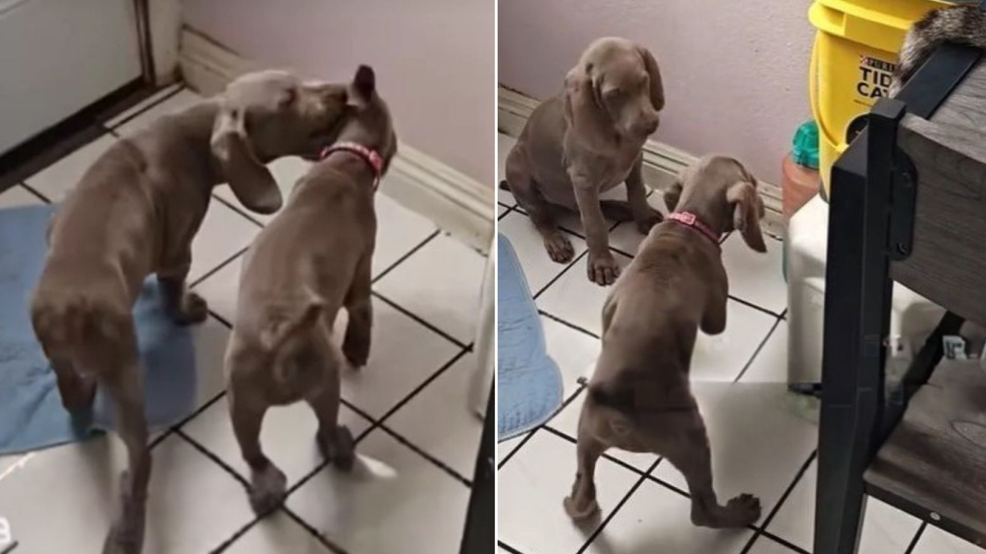 Adopted 8-Week-Old Puppy From California Returned After 24 Hours And The Reason Left Everyone Speechless