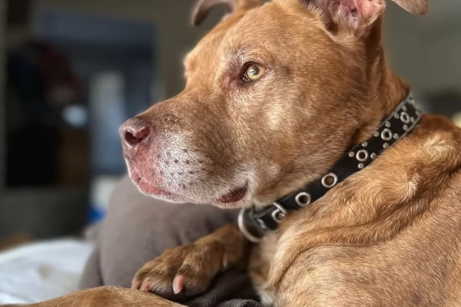 Adopted senior dog