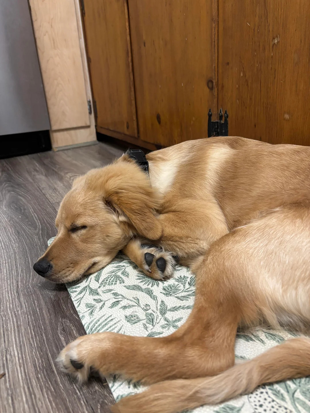 Adorable Golden Retriever