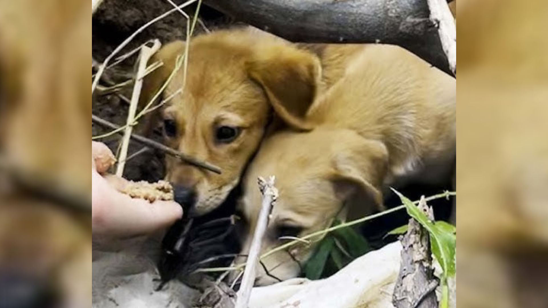 tiny puppies