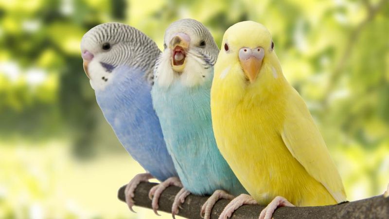 Beginner-Friendly Budgies: The Perfect Starter Parrot