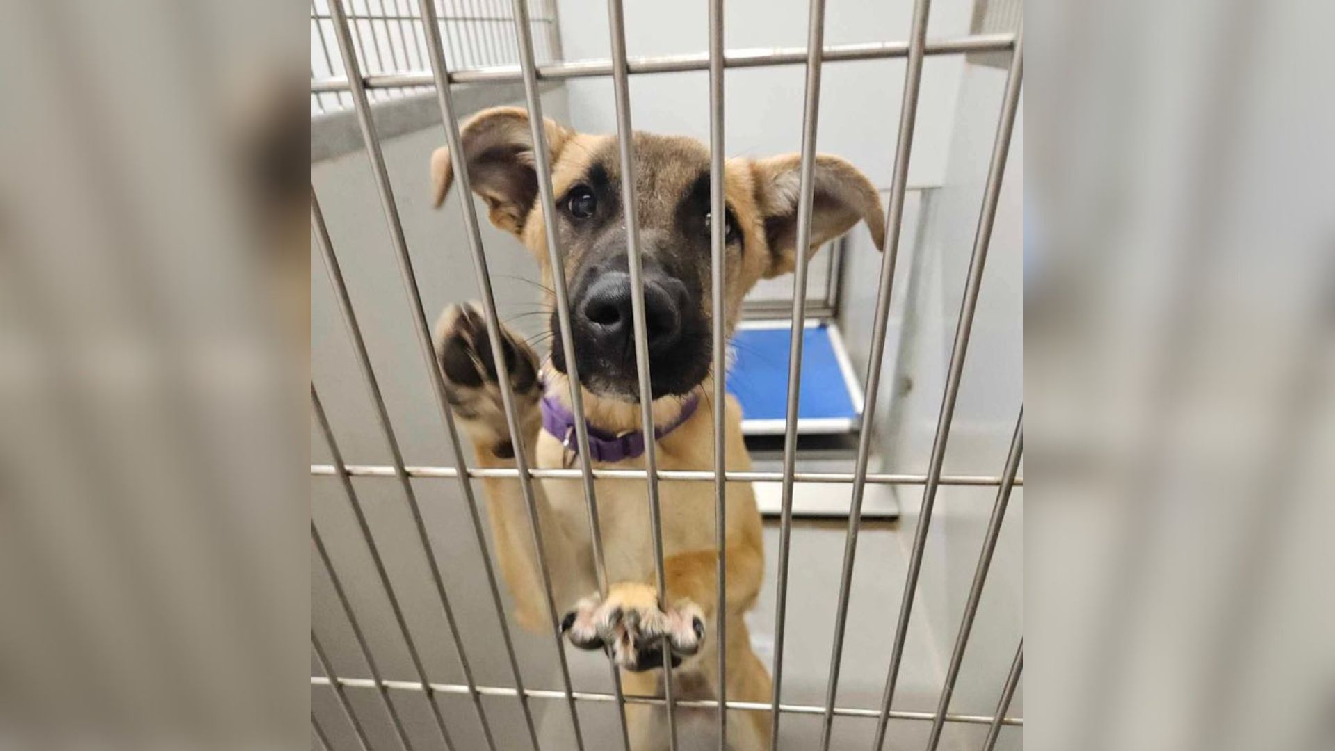 Adorable Puppy Waited At California Shelter For Adopters Who Never Returned
