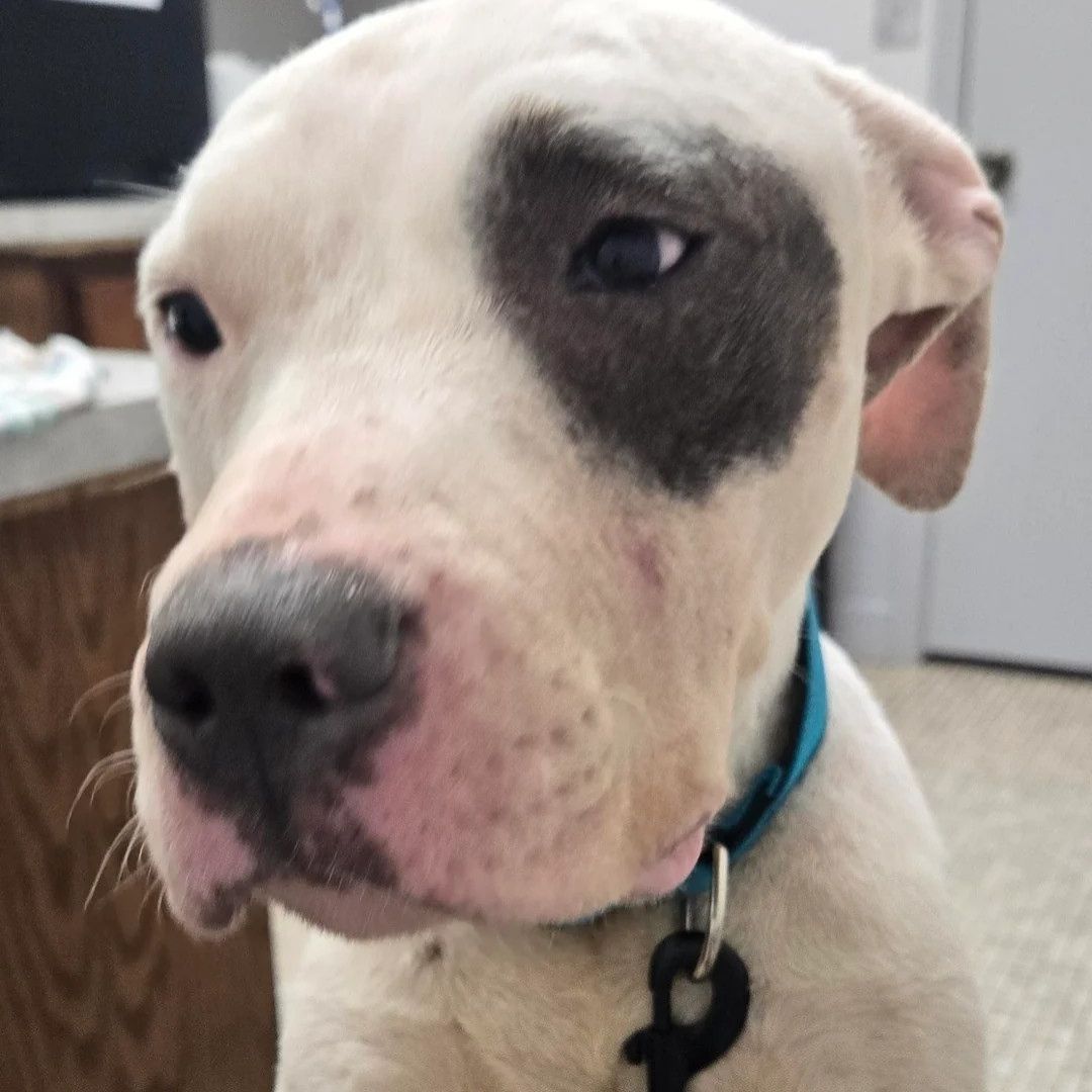 Adorable dog