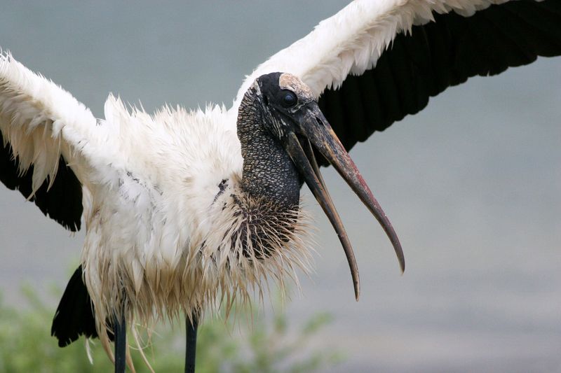 Majestic Wood Storks Soaring Overhead
