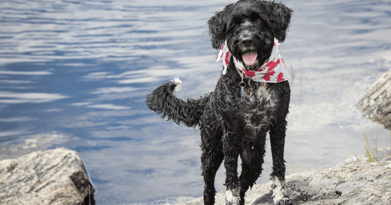 Portuguese Water Dog