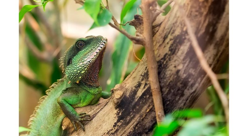 Chinese Water Dragon