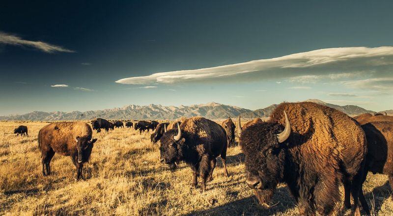 Bison: America's Giant In Your Backyard