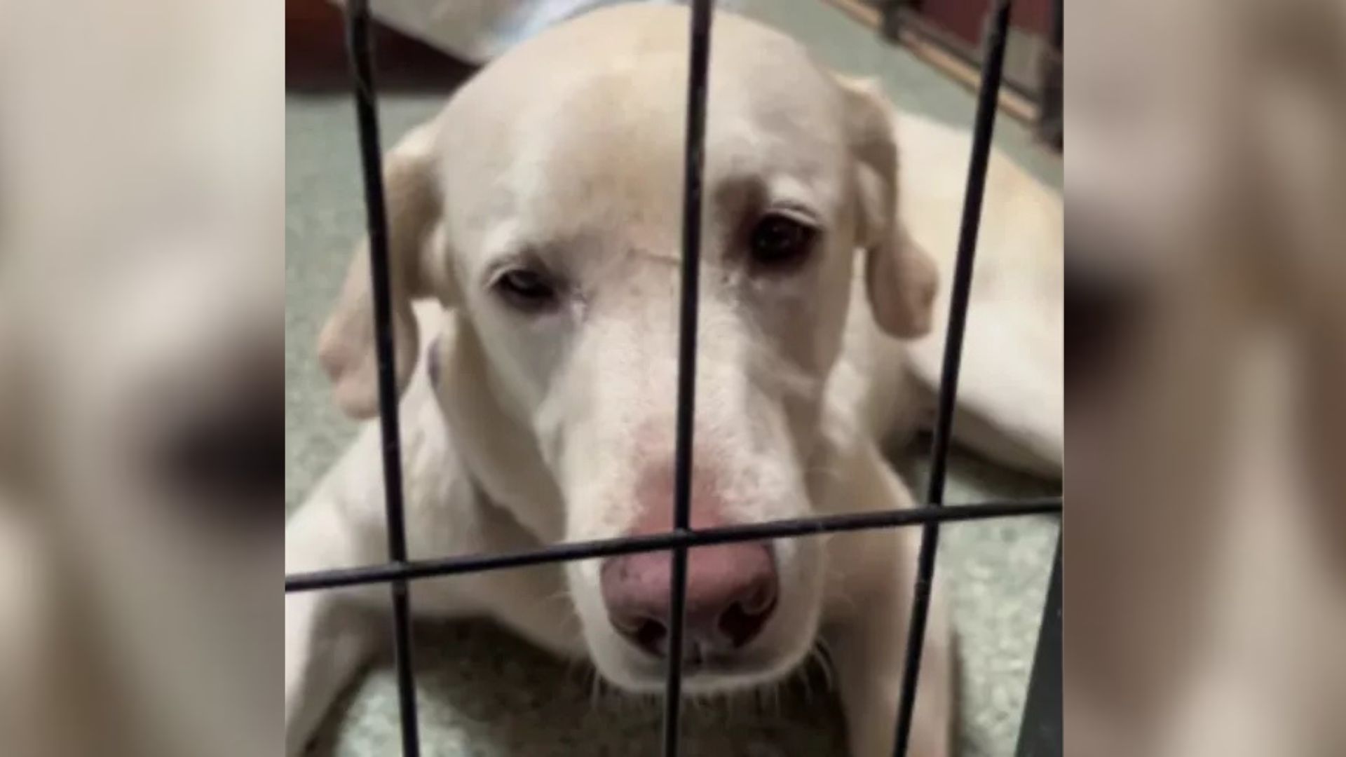 After 1,482 Days At California Shelter, This Labrador With A Heartbreaking Past Is Still Overlooked
