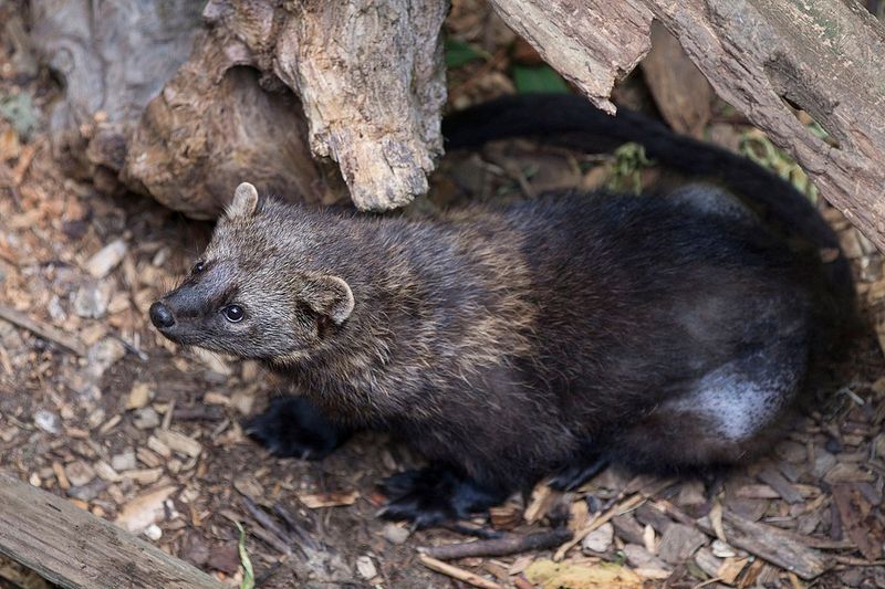 Understanding the Fisher: A Rare Forest Dweller