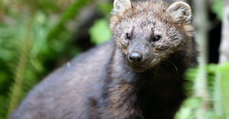 After 150 Years, A Rare Fisher Is Finally Sighted In Iowa