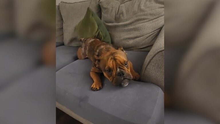 dog lying on couch