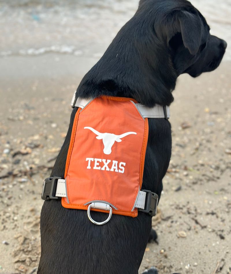 Longhorn-Loving Pooches