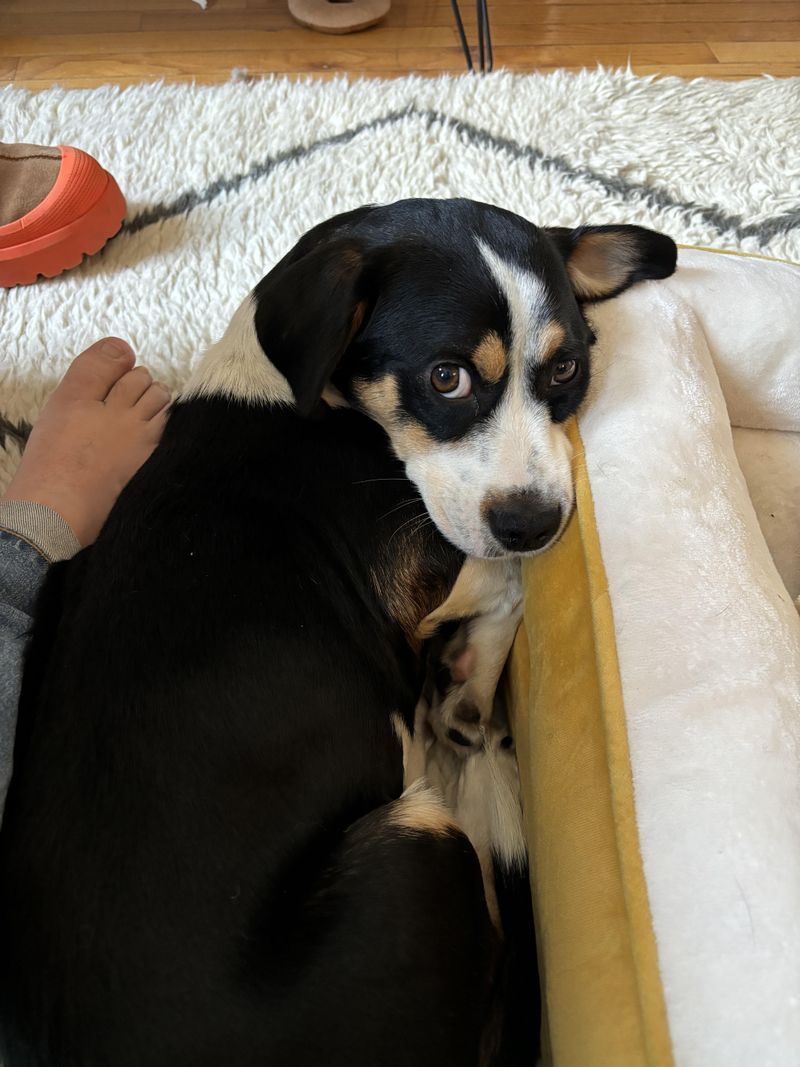 Eviction Risks for Pet Owners